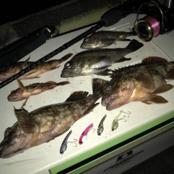 巨メバル狙いで